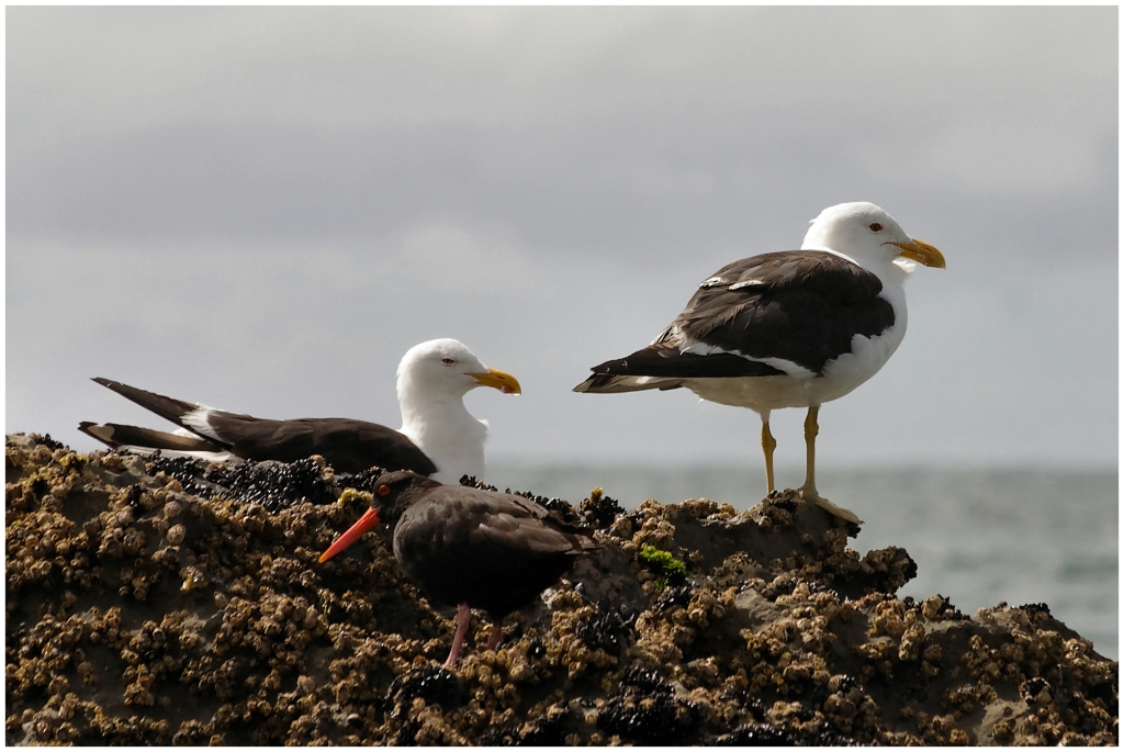 11 - Cape Farewell (16).jpg